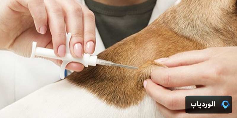 تزریق ردیاب زیر پوست سگ