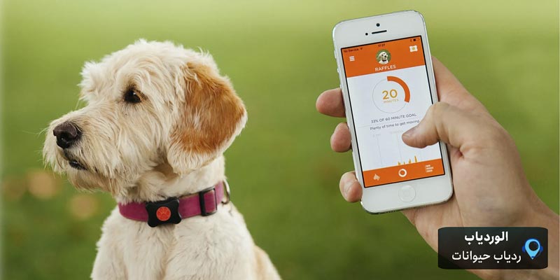 سگی با قلاده ردیابی و اپلیکیشن ردیاب در موبایل